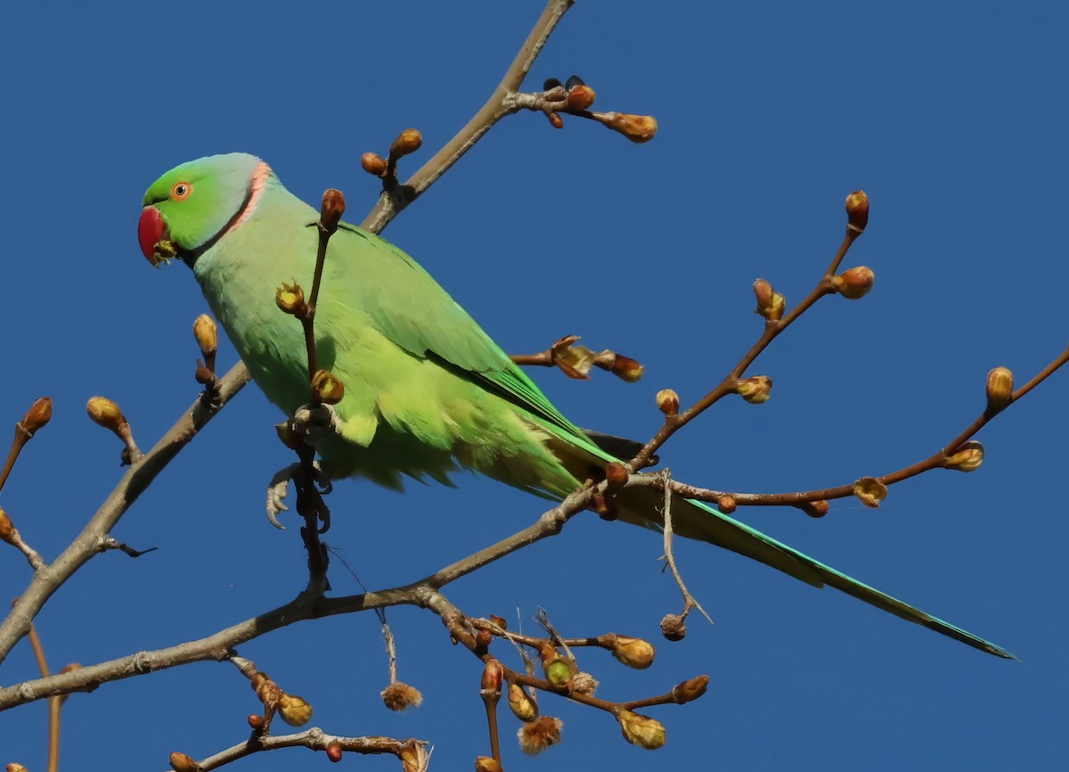 Yeşil Papağan - ML616280616