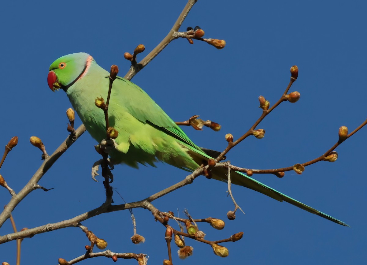 Rose-ringed Parakeet - ML616280616