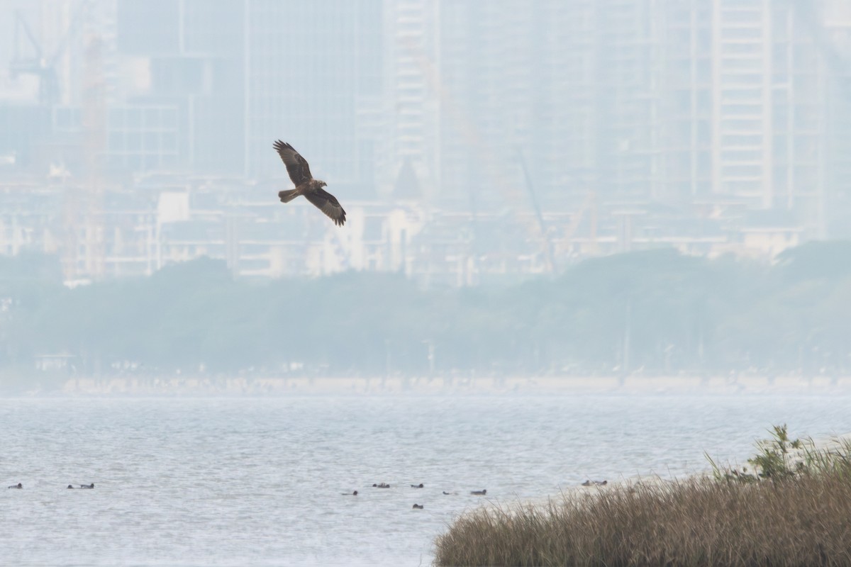Eastern Marsh Harrier - ML616280622