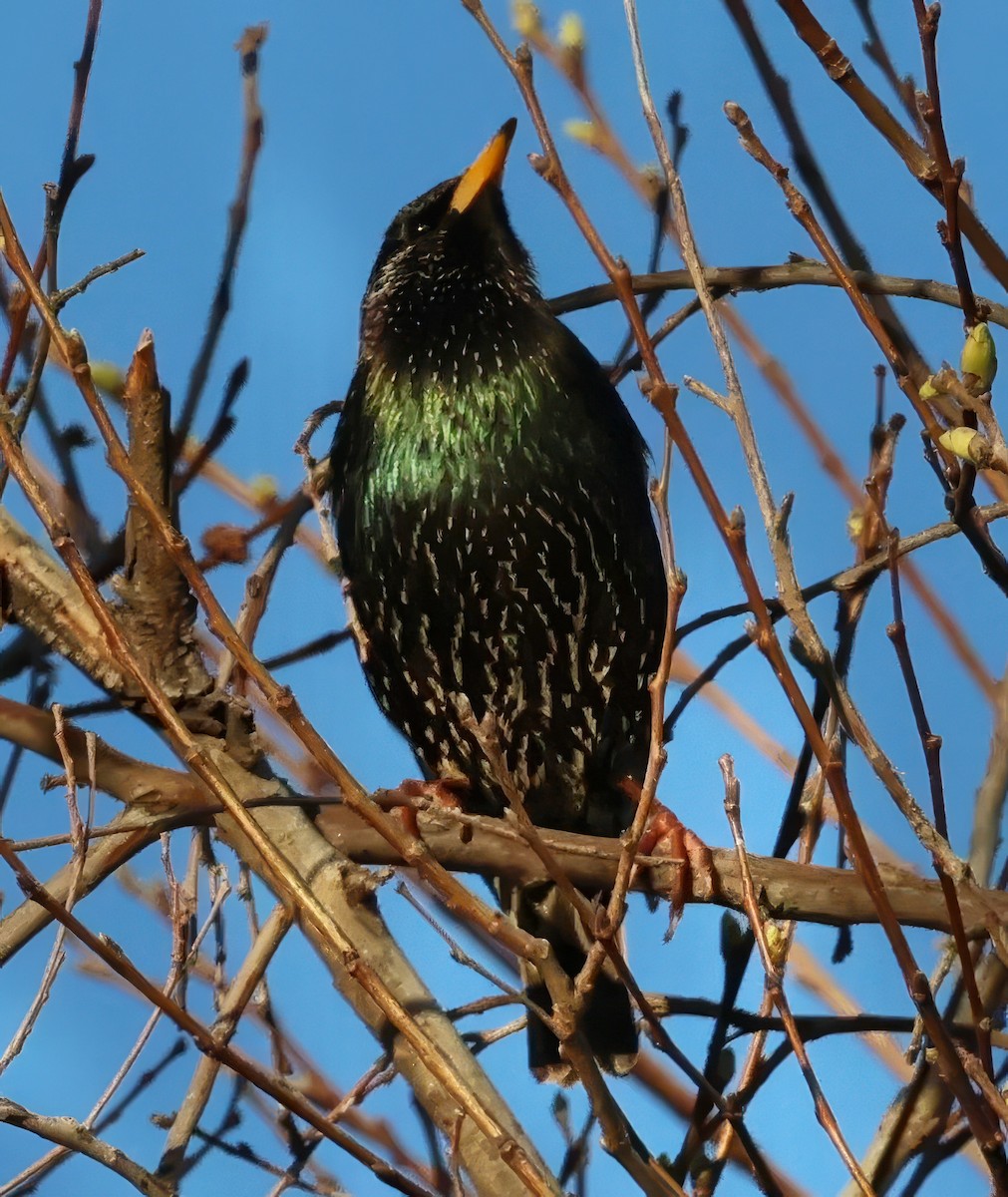 European Starling - ML616280638