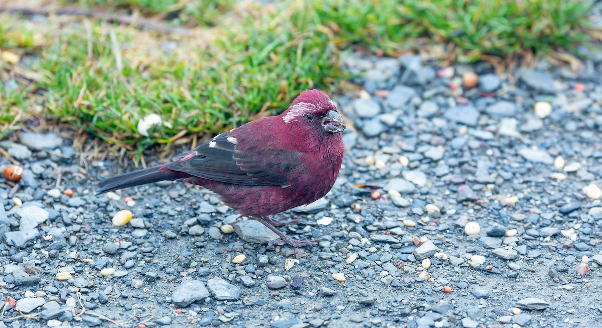 Taiwan Rosefinch - Brian Small