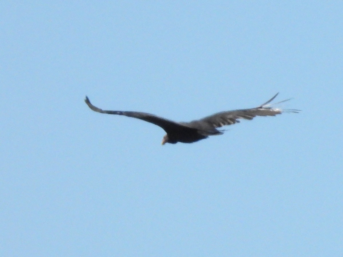 Turkey Vulture (South Temperate) - ML616280715
