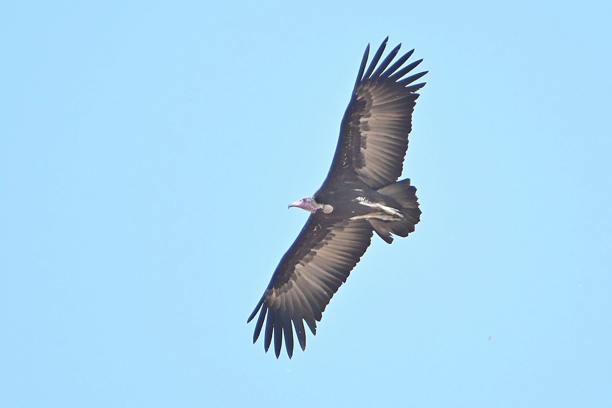 Hooded Vulture - ML616280754