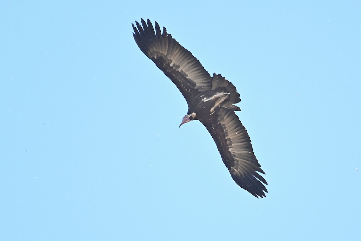 Hooded Vulture - ML616280759