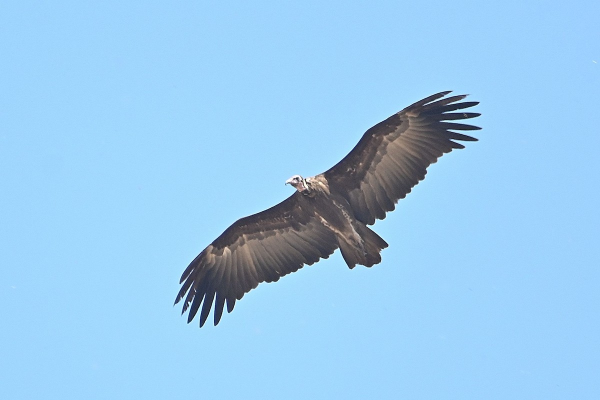 Hooded Vulture - ML616280765