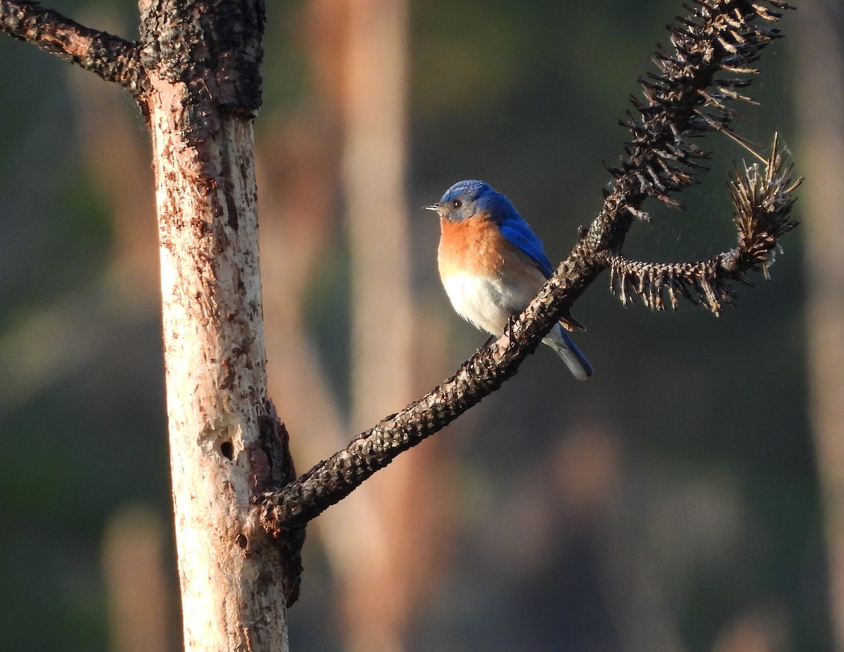 Eastern Bluebird - ML616280803