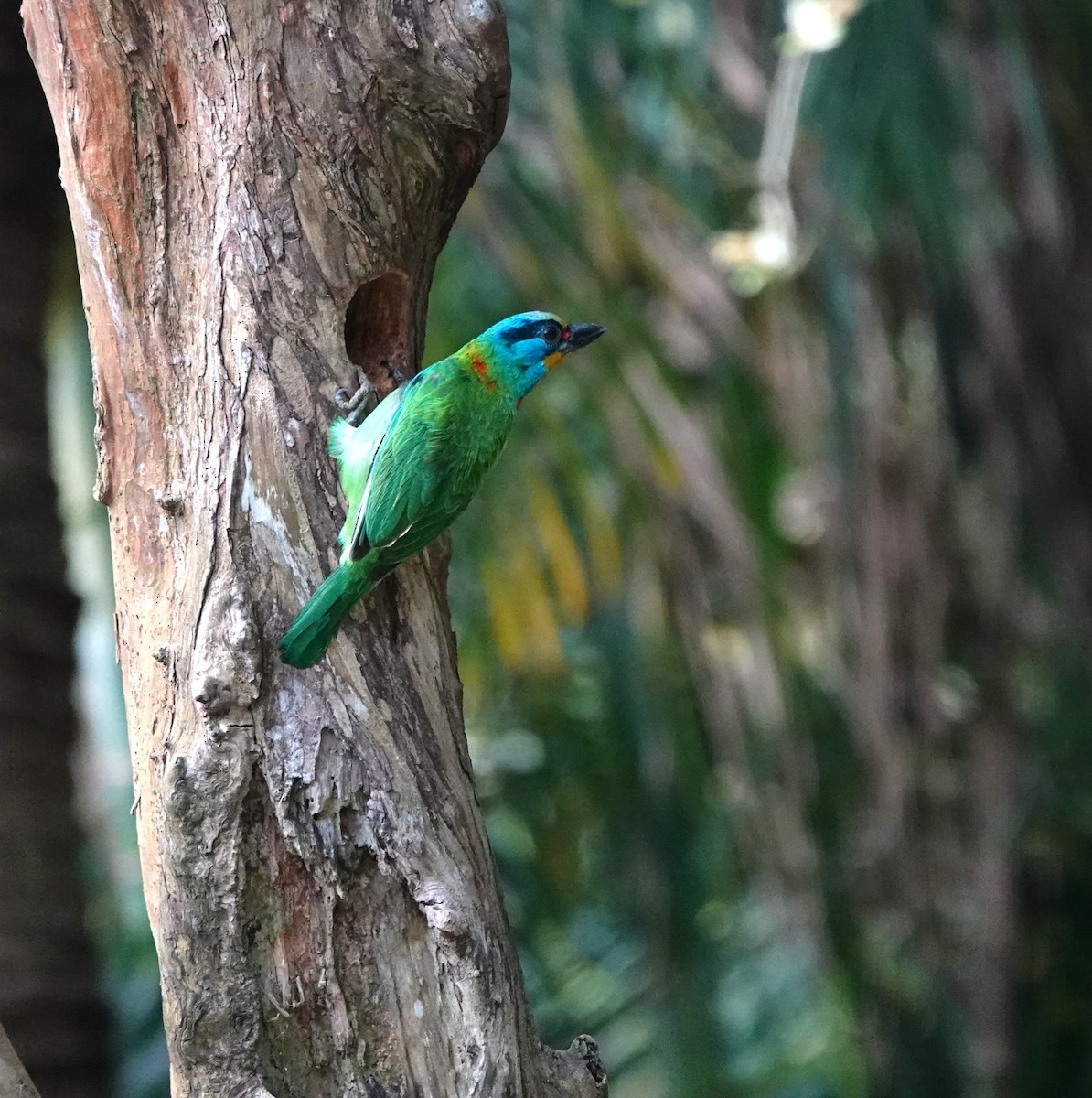 Taiwan Barbet - ML616280909