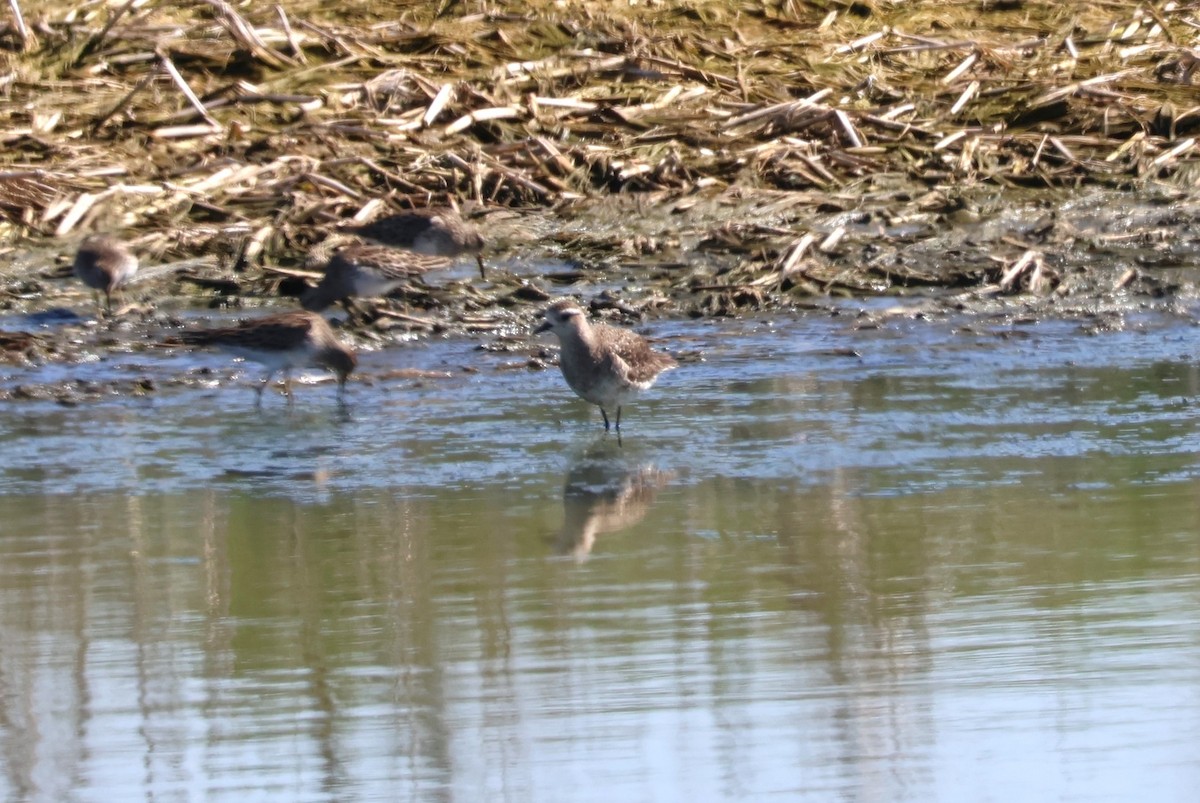 American Golden-Plover - ML616280941