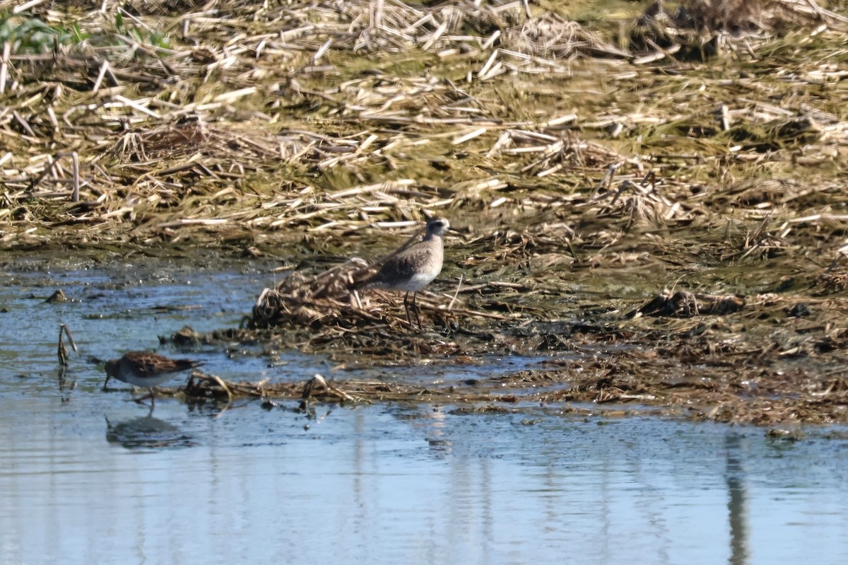 American Golden-Plover - ML616280942