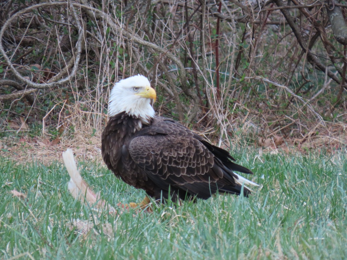 Bald Eagle - Rick Robinson