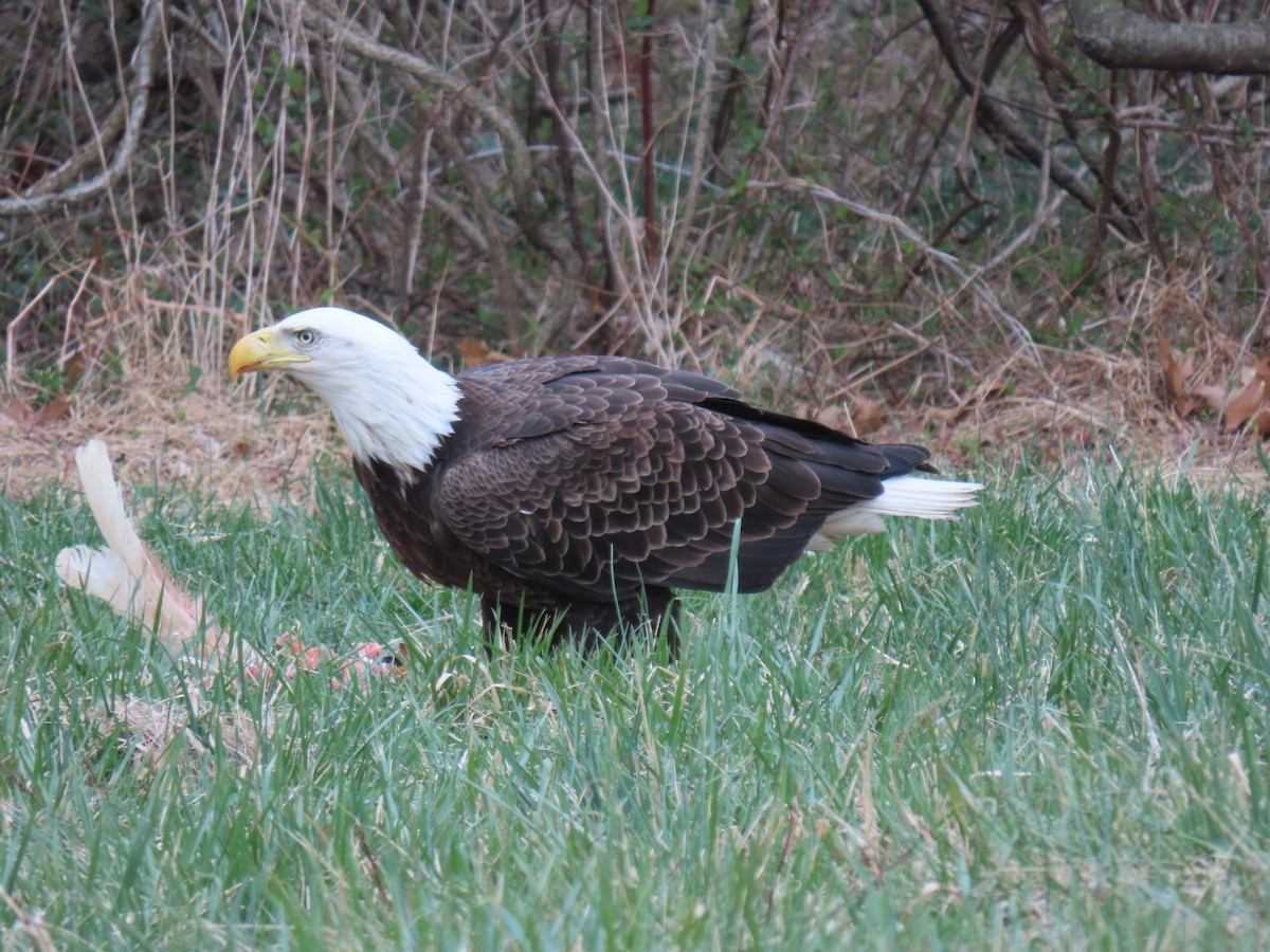 Weißkopf-Seeadler - ML616280954