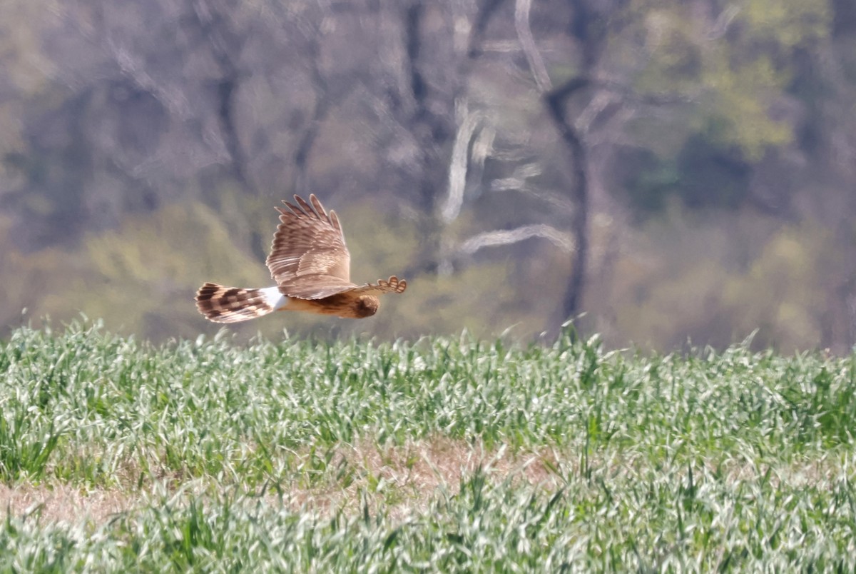 Northern Harrier - ML616281018