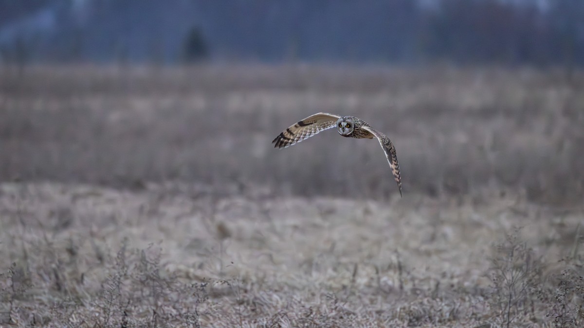 Hibou des marais - ML616281055