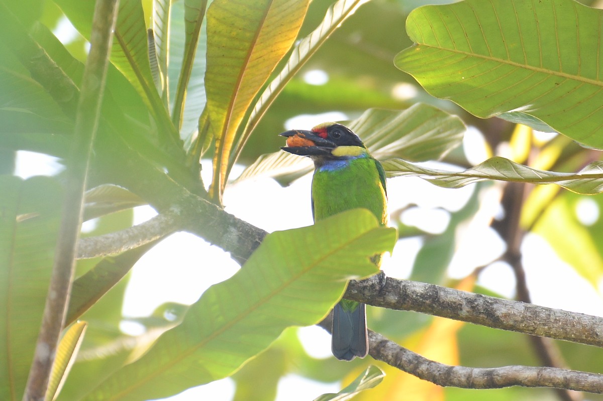 Gold-whiskered Barbet (Gold-faced) - ML616281079