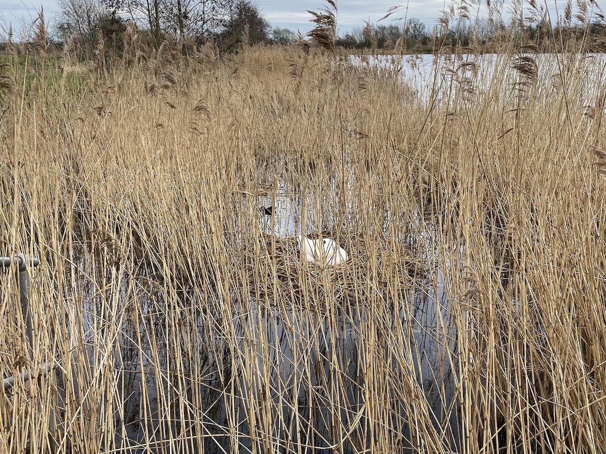 Mute Swan - ML616281087