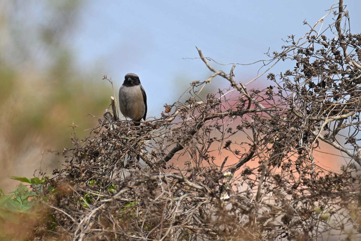 Long-tailed Shrike (schach) - ML616281088