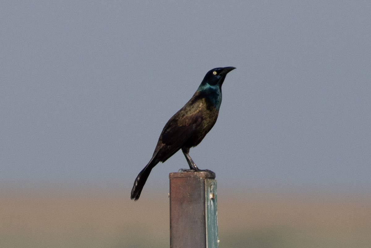 Common Grackle - ML616281103