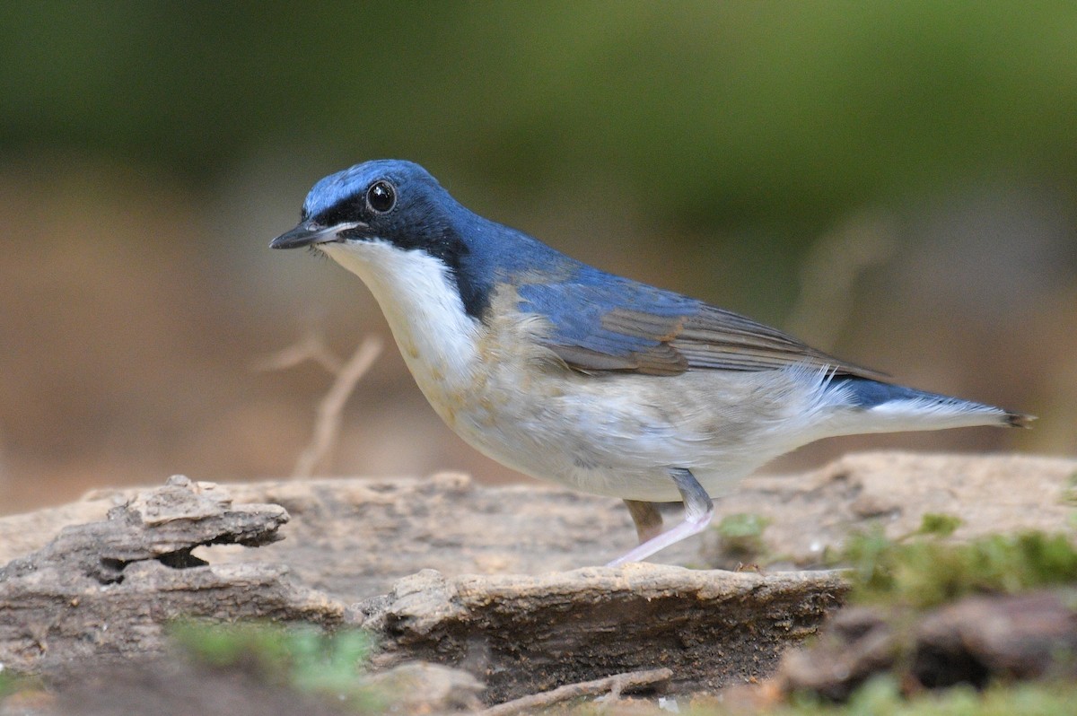 Siberian Blue Robin - Lau Jia Sheng