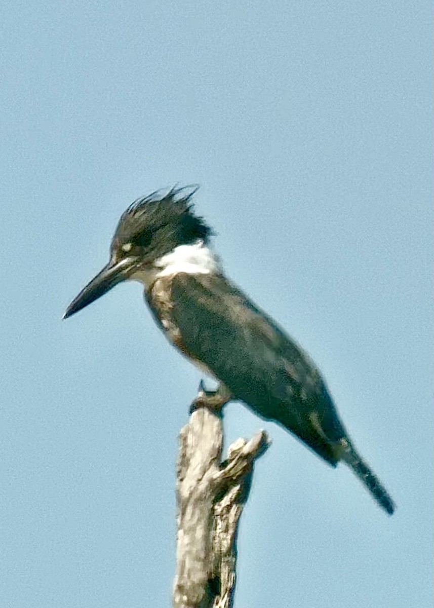 Belted Kingfisher - ML616281226