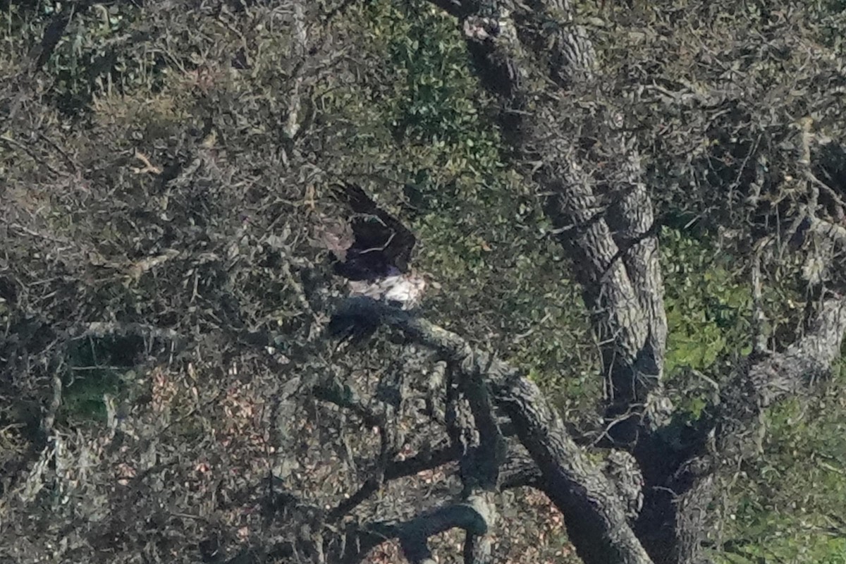 Bald Eagle - Edward Rooks