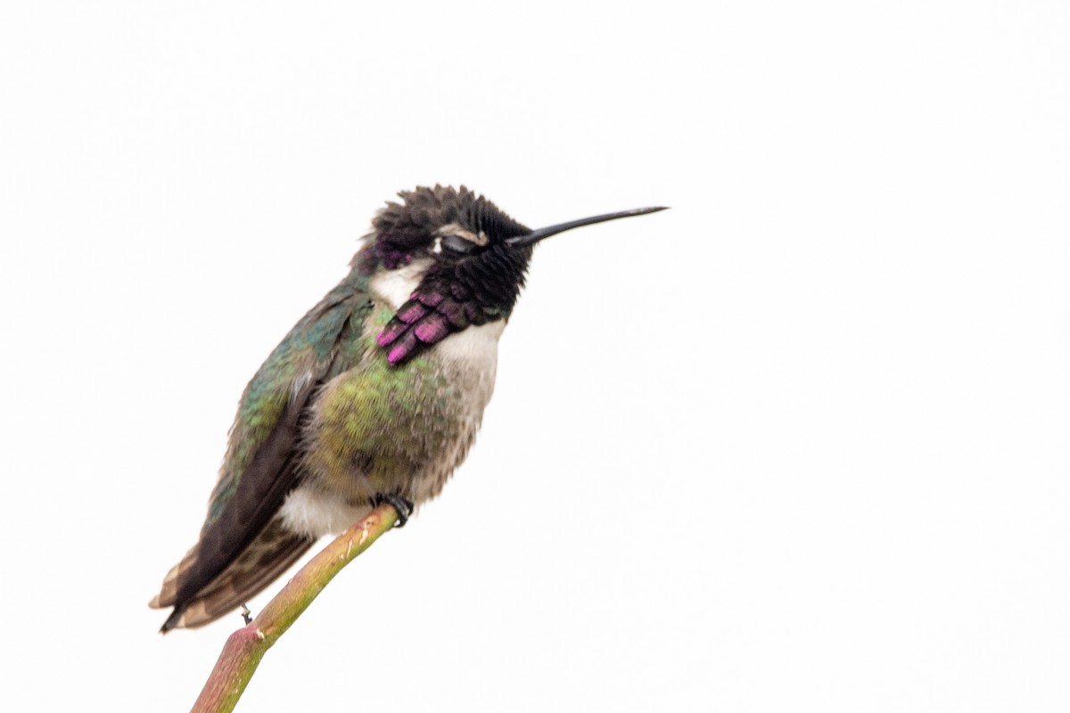 Costa's Hummingbird - kelly caughlin