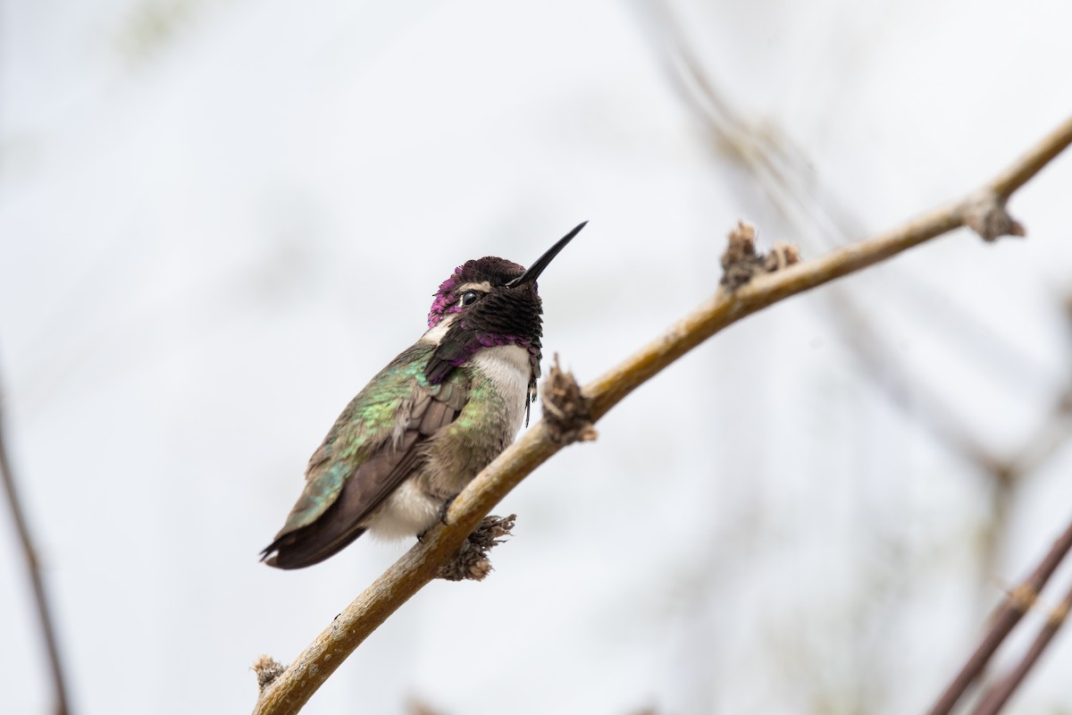 Costa's Hummingbird - kelly caughlin