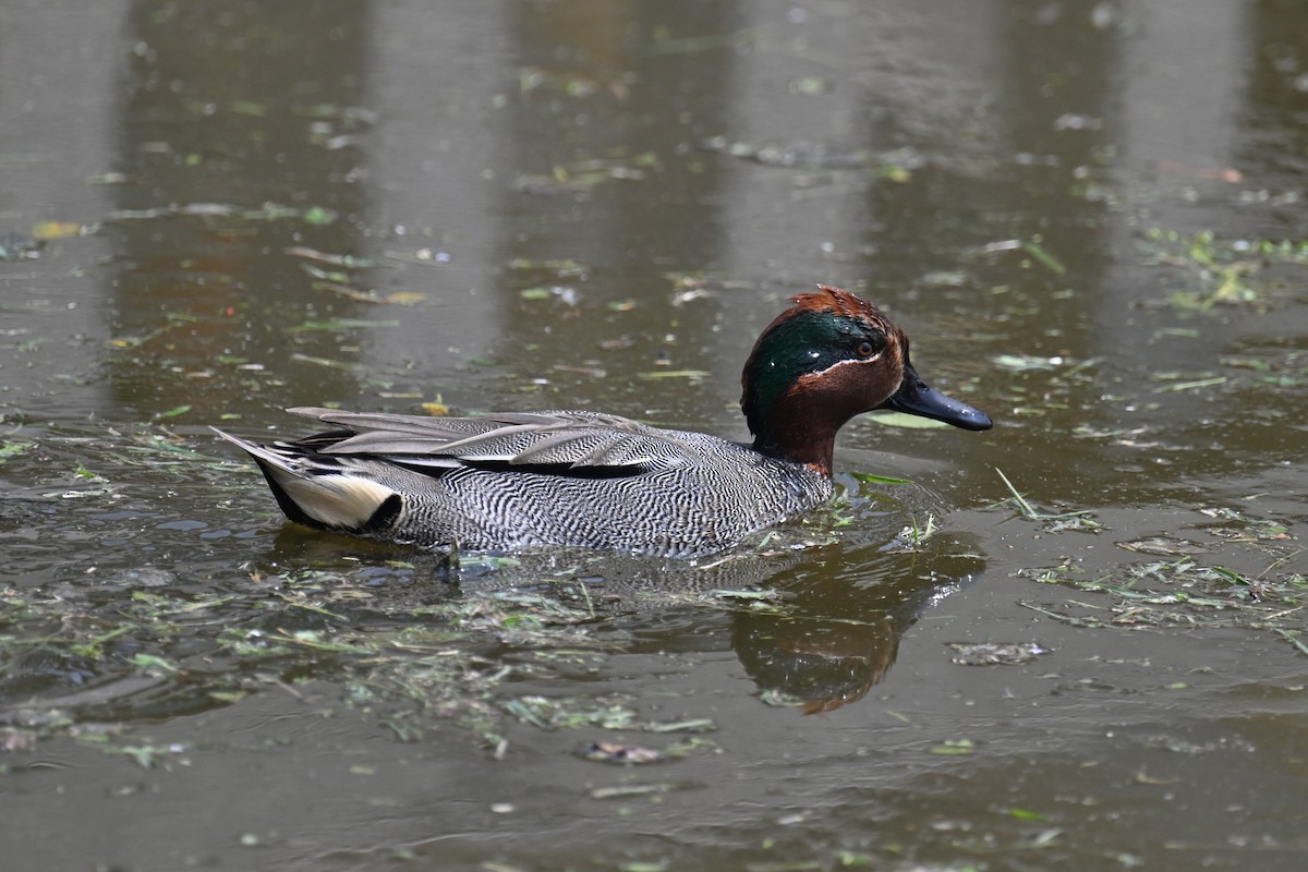 Green-winged Teal - ML616281244