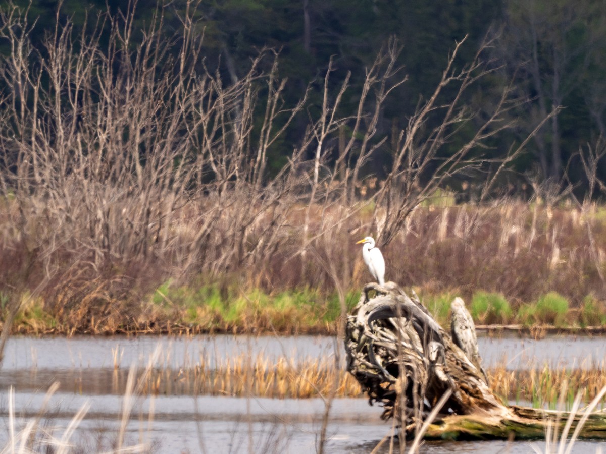 Great Egret - ML616281258