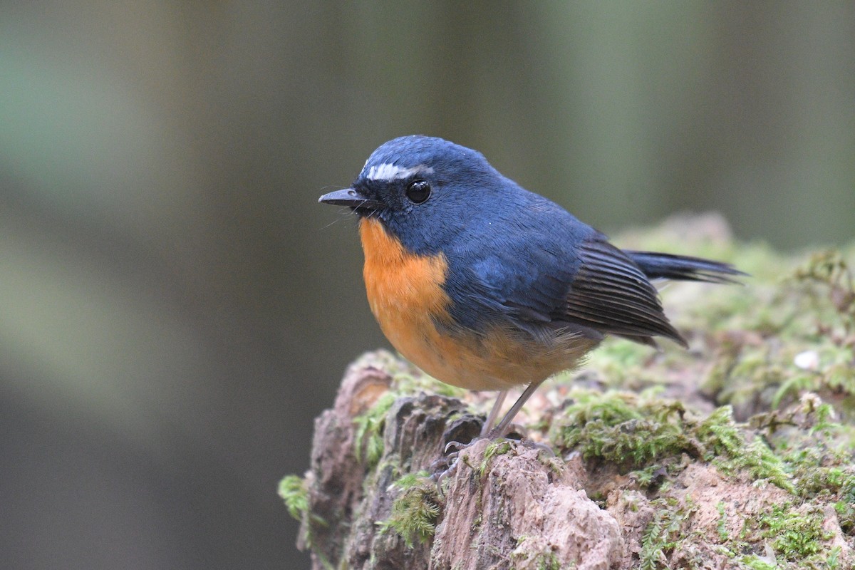 Snowy-browed Flycatcher - Lau Jia Sheng