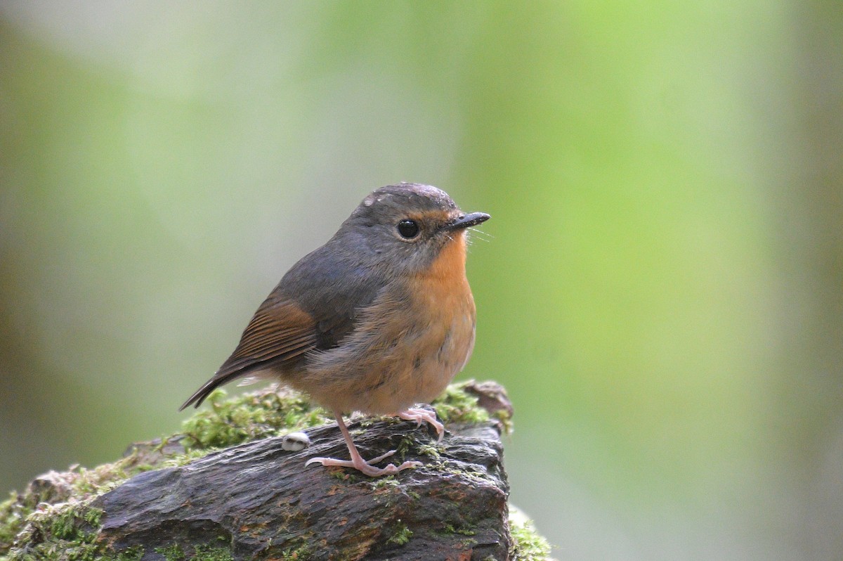 Snowy-browed Flycatcher - Lau Jia Sheng