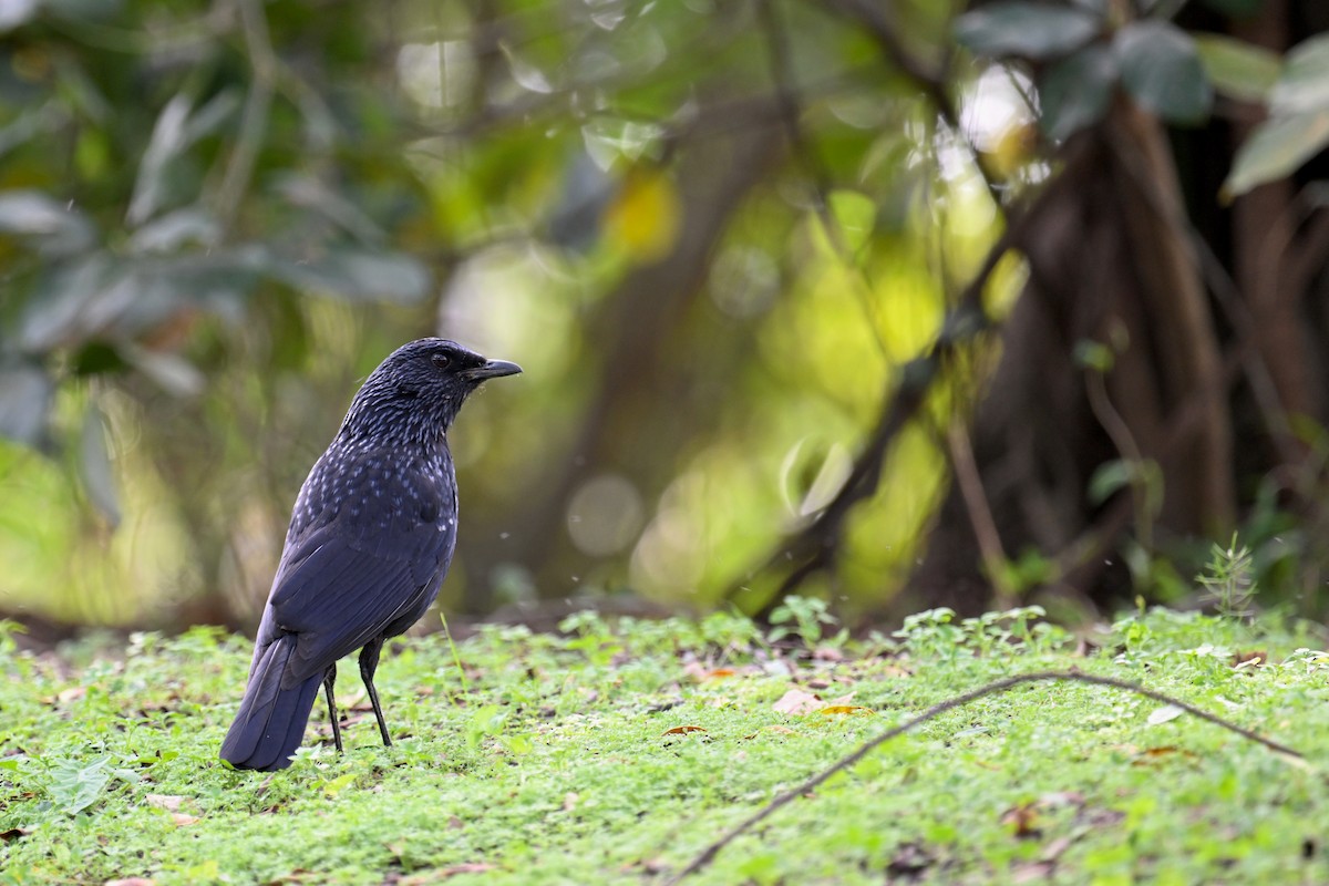 Blue Whistling-Thrush (Black-billed) - ML616281292