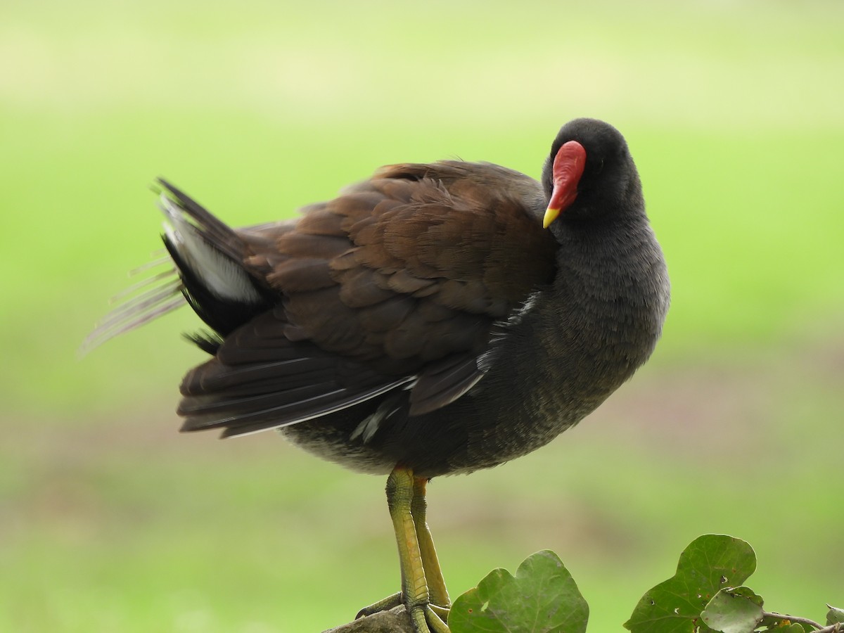 Eurasian Moorhen - Jay Froese