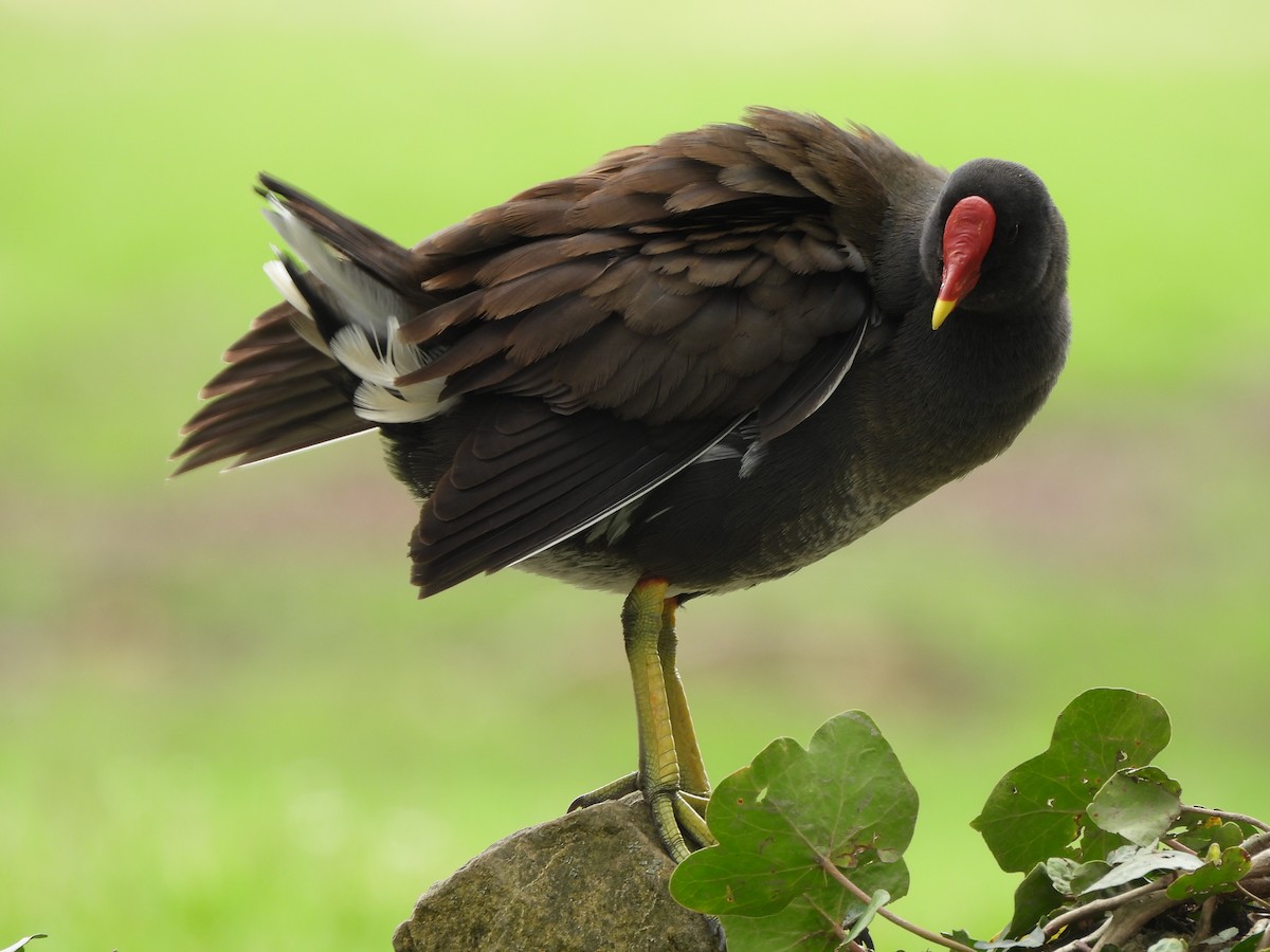 Eurasian Moorhen - ML616281301