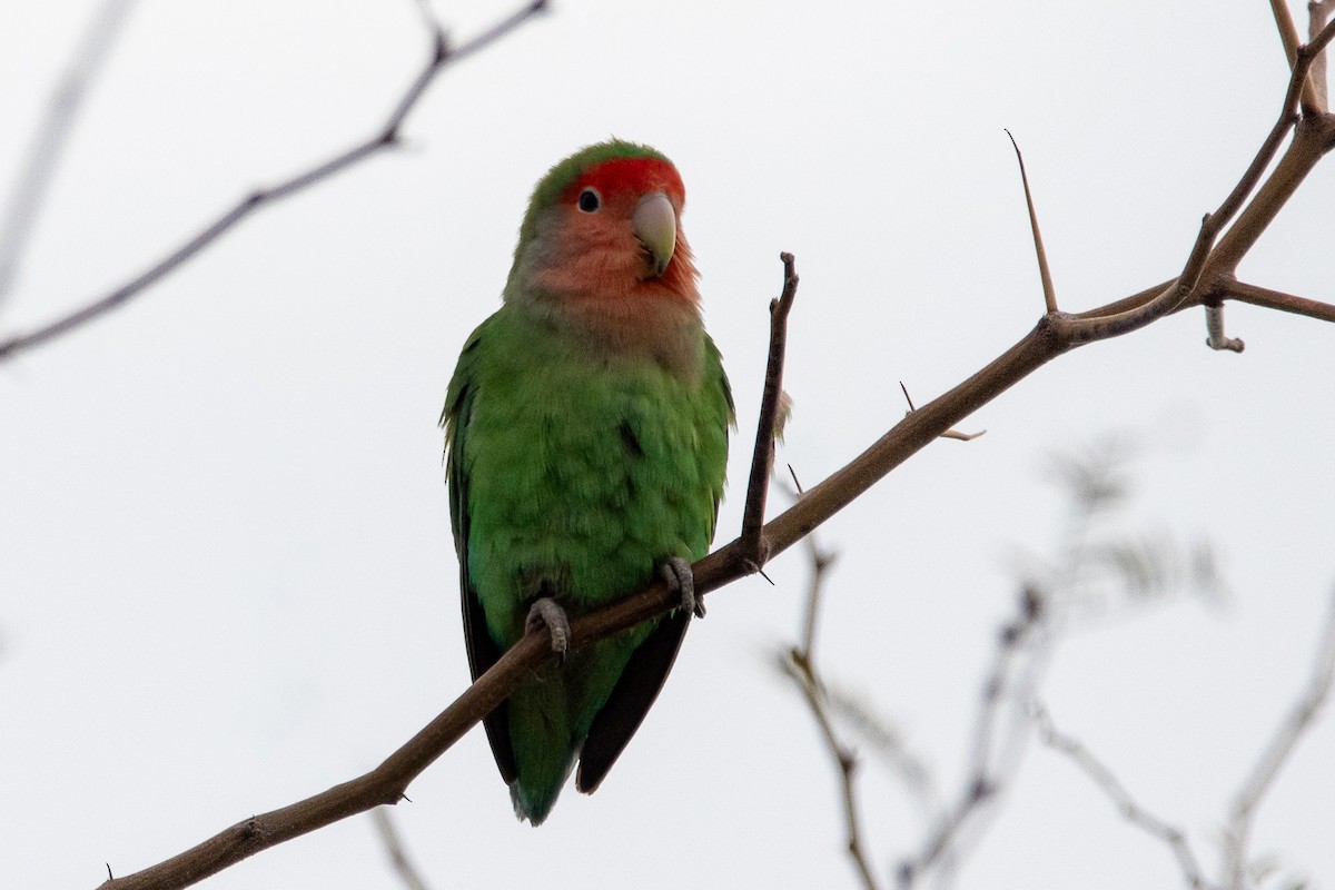 Rosy-faced Lovebird - kelly caughlin