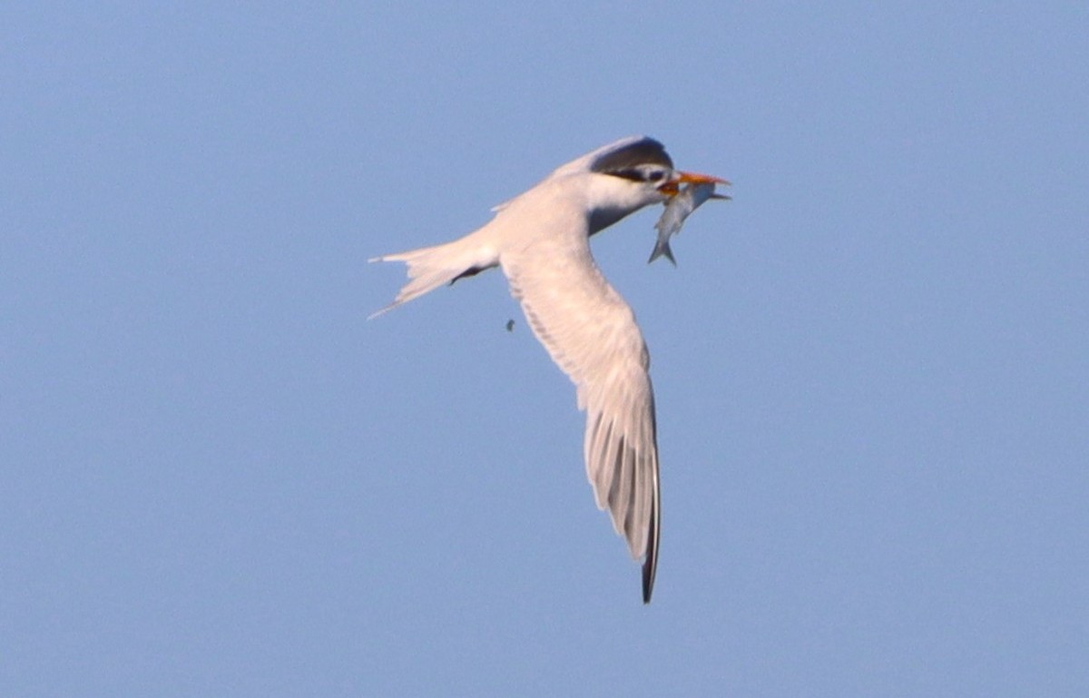 Royal Tern - ML616281362