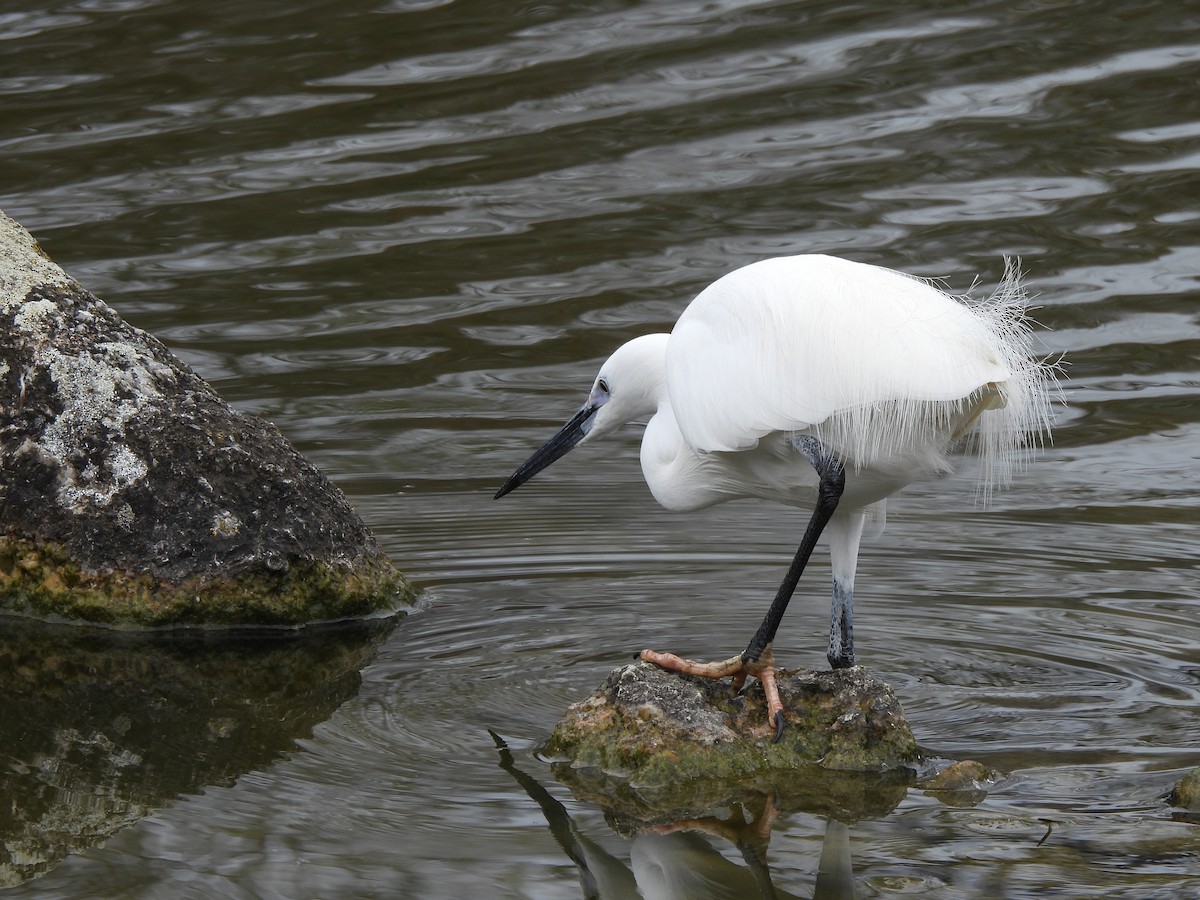 Little Egret - Jay Froese