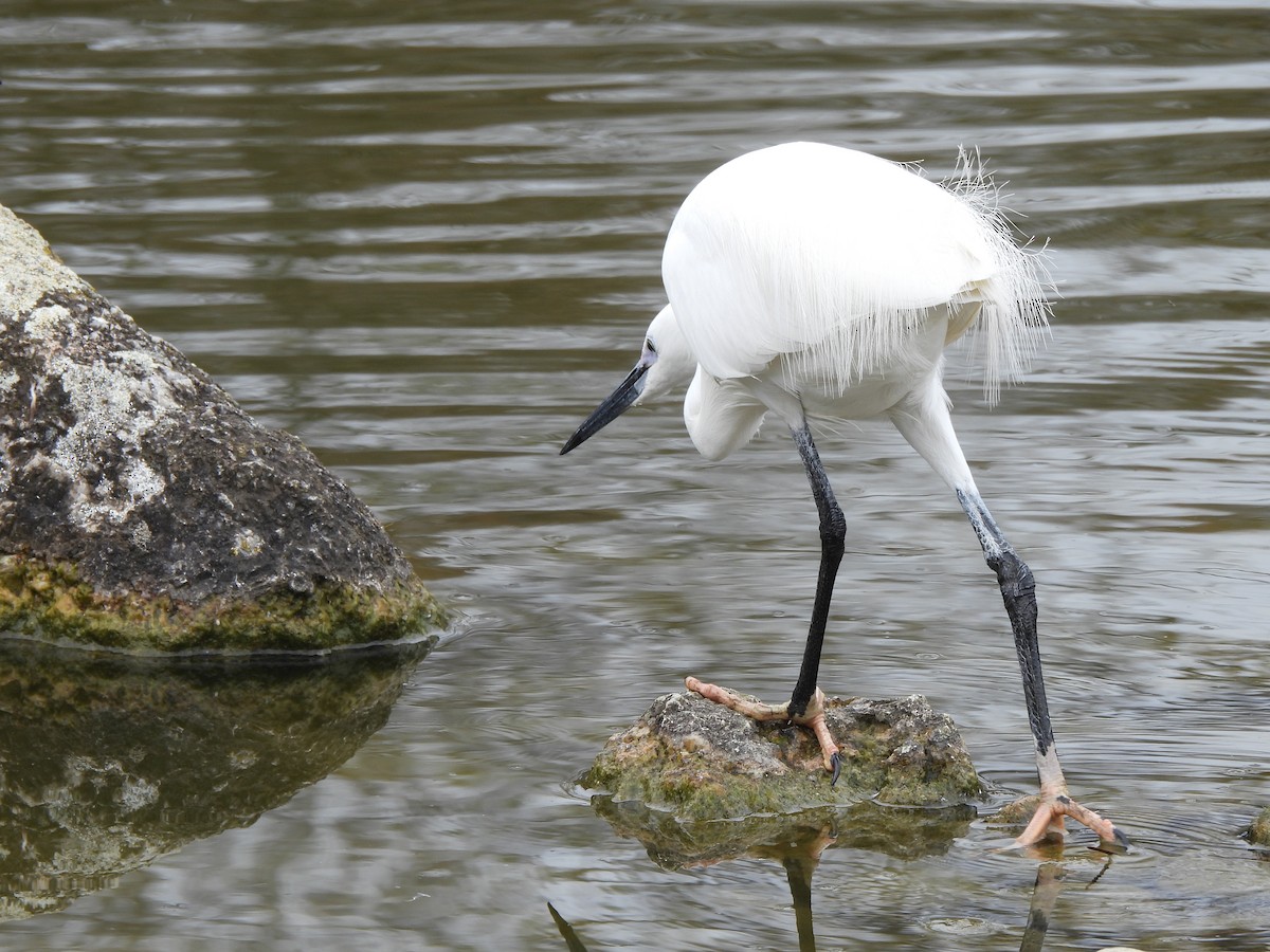 Little Egret - Jay Froese