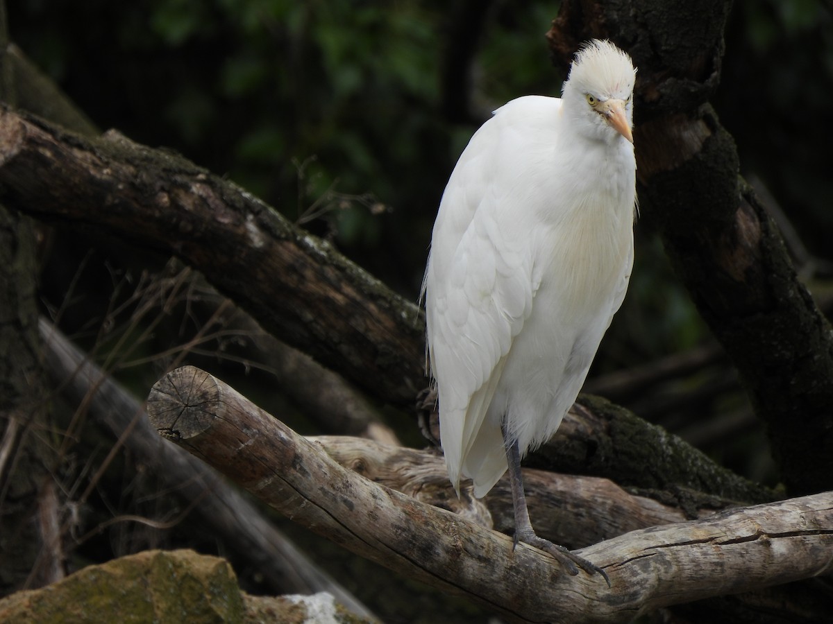 Western Cattle Egret - ML616281402