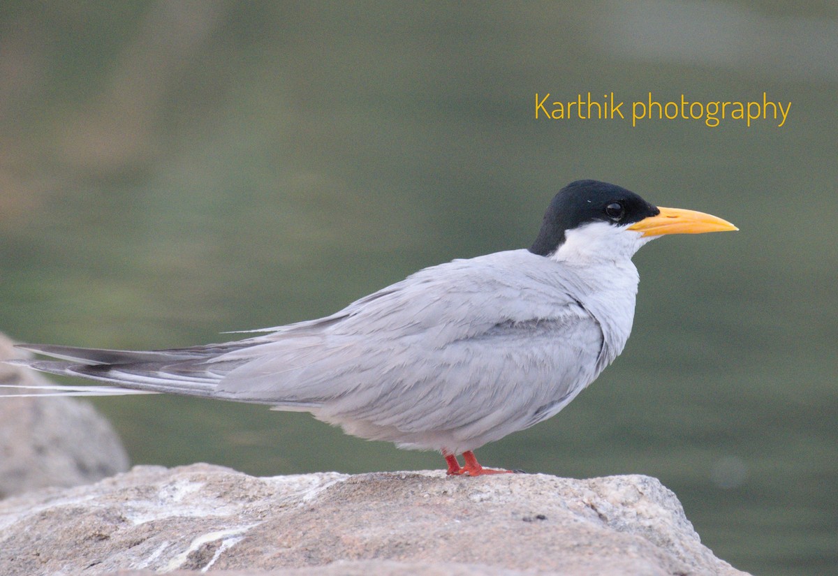 River Tern - ML616281409