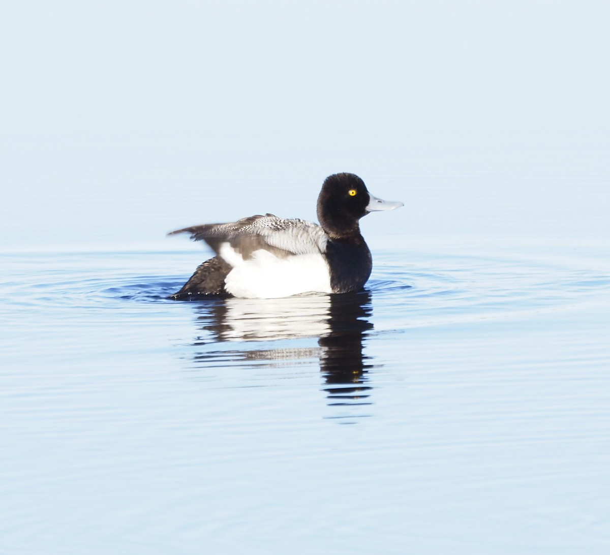 Lesser Scaup - Jim Eager