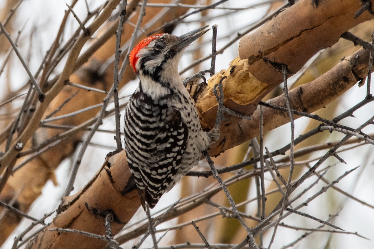Ladder-backed Woodpecker - kelly caughlin