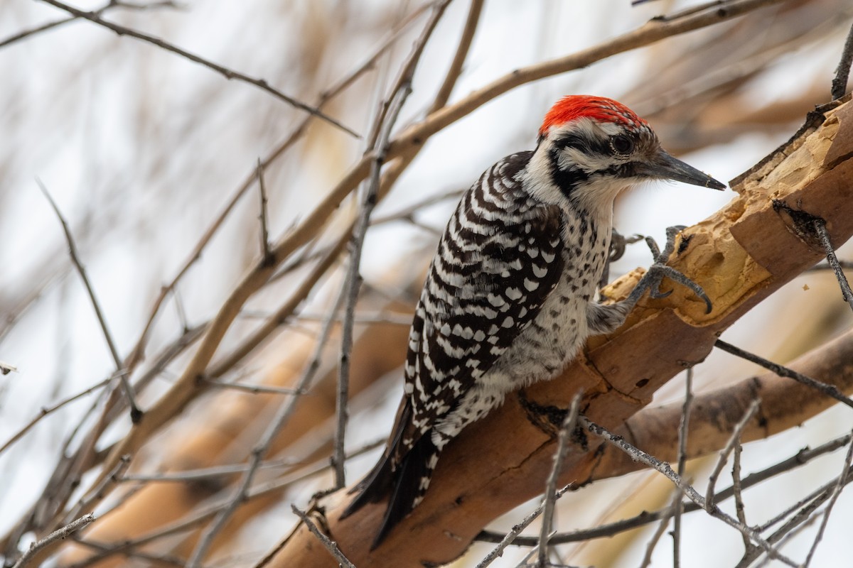 Ladder-backed Woodpecker - kelly caughlin