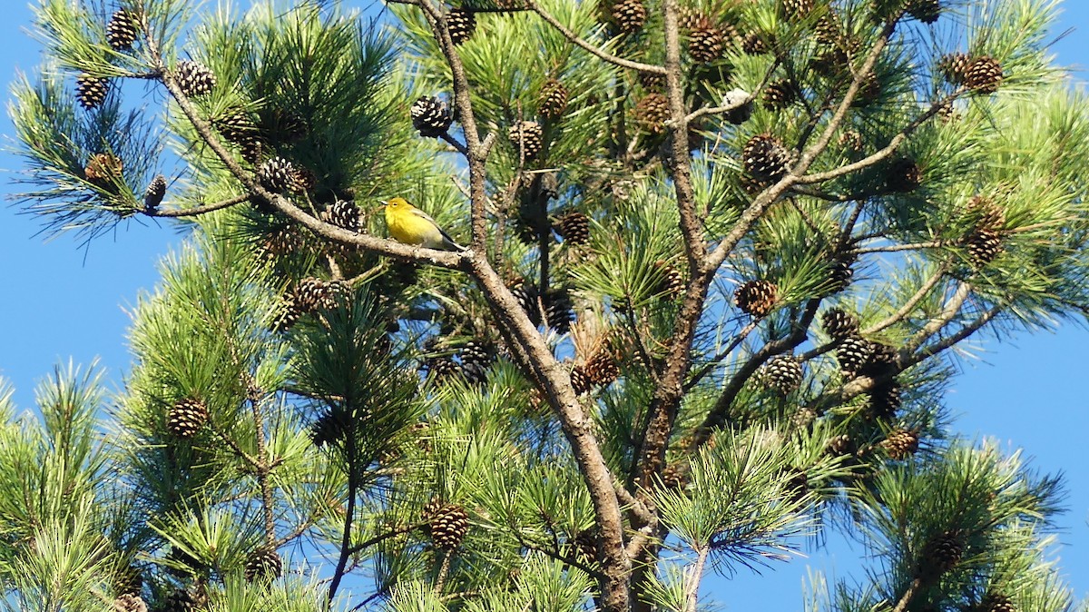 Pine Warbler - ML616281476