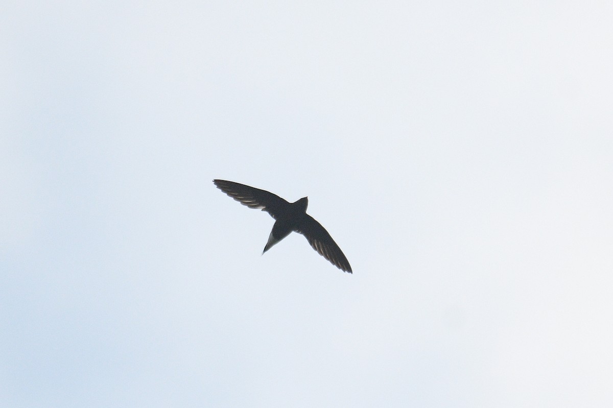 Brown-backed Needletail - Lau Jia Sheng