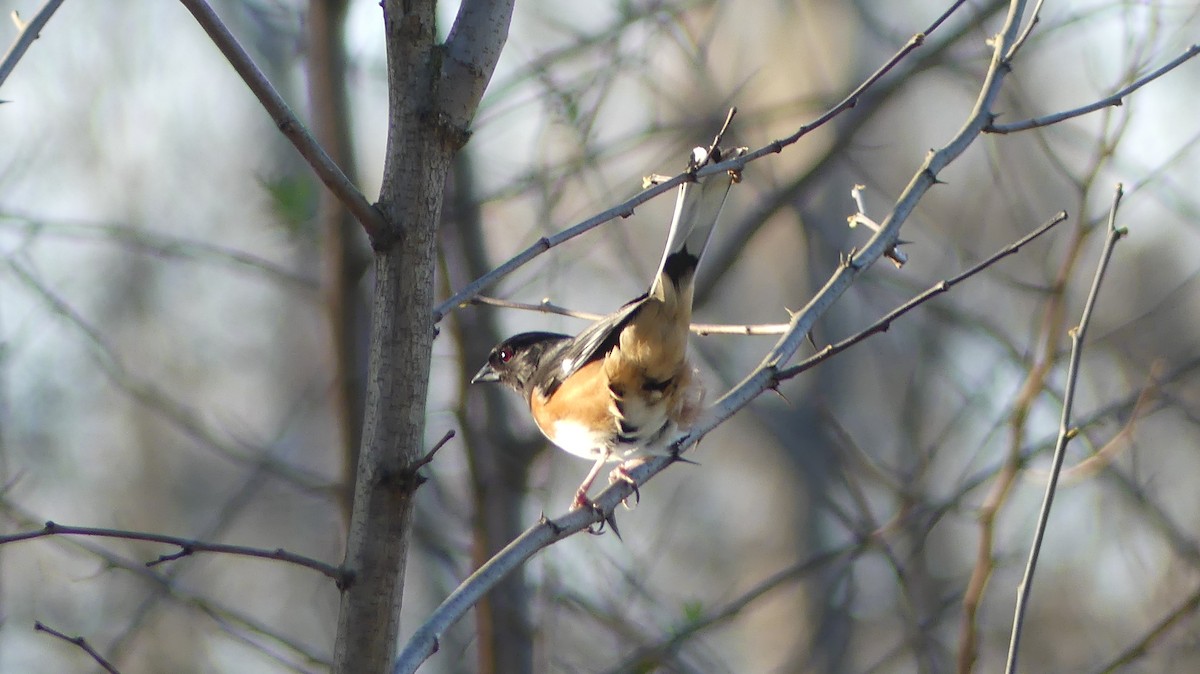 Eastern Towhee - ML616281482
