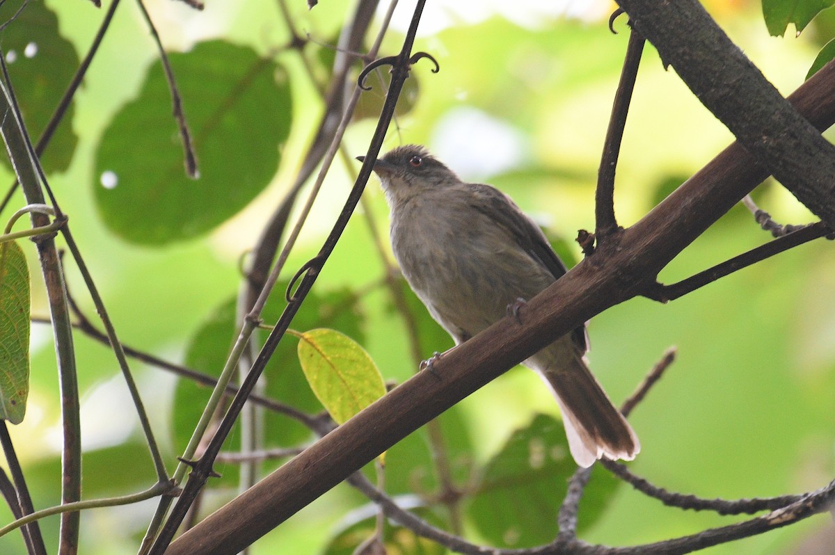 Olive-winged Bulbul - Lau Jia Sheng