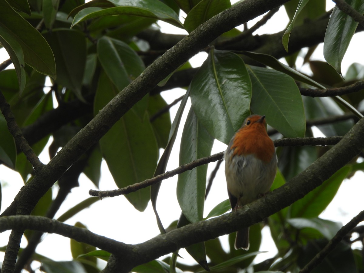 European Robin - ML616281532