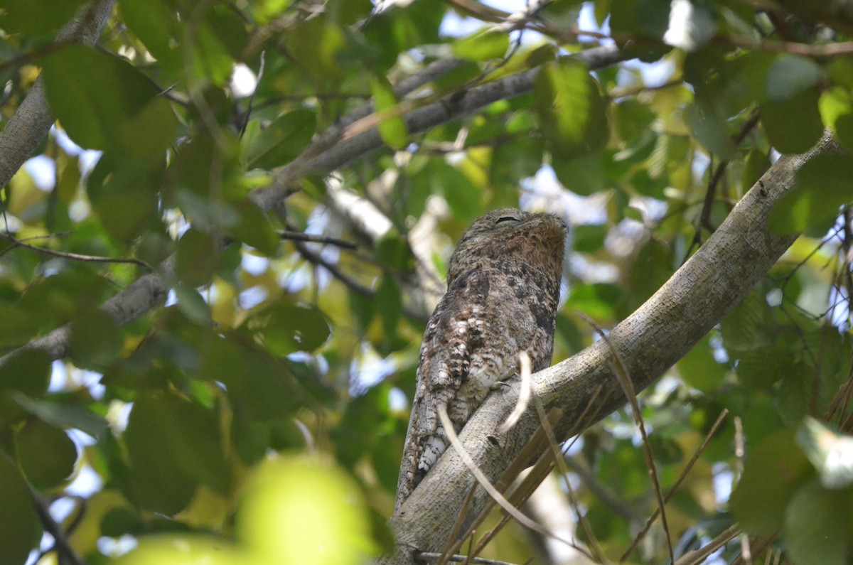 Great Potoo - ML616281609