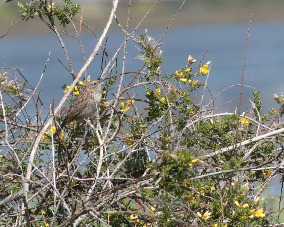 Cassin's Sparrow - ML616281616