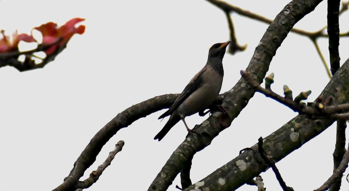 Rosy Starling - Priyatosh Khan